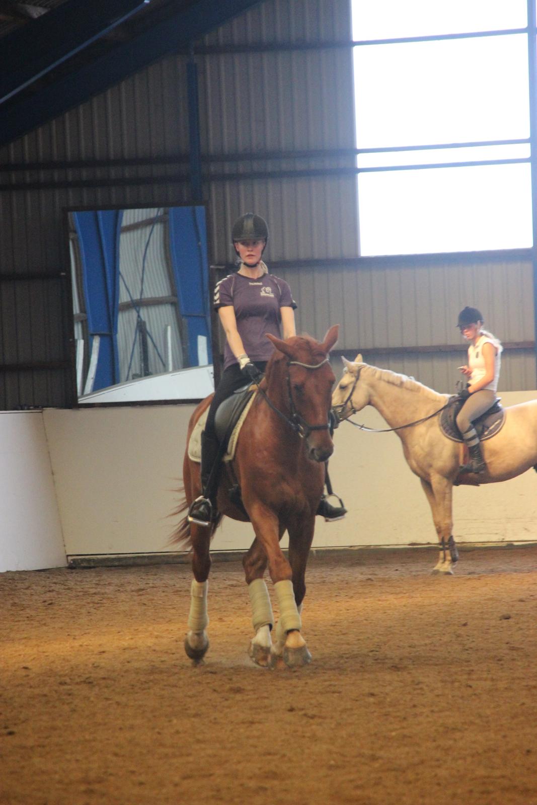 Anden særlig race La Cour <3 billede 16