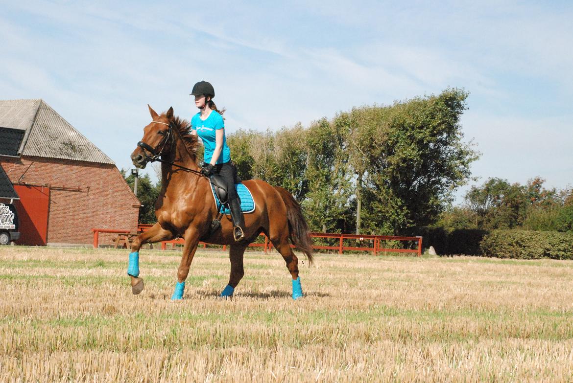 Anden særlig race La Cour <3 billede 19