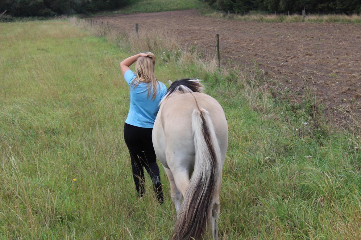 Fjordhest Vester Linderup Niki aka. Frodo [Tidl. Hest] - Numseeeeee <3 billede 4