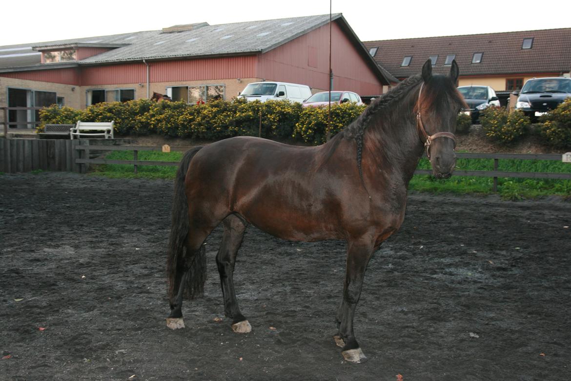 Frieser Jisk fan è Drifte billede 23