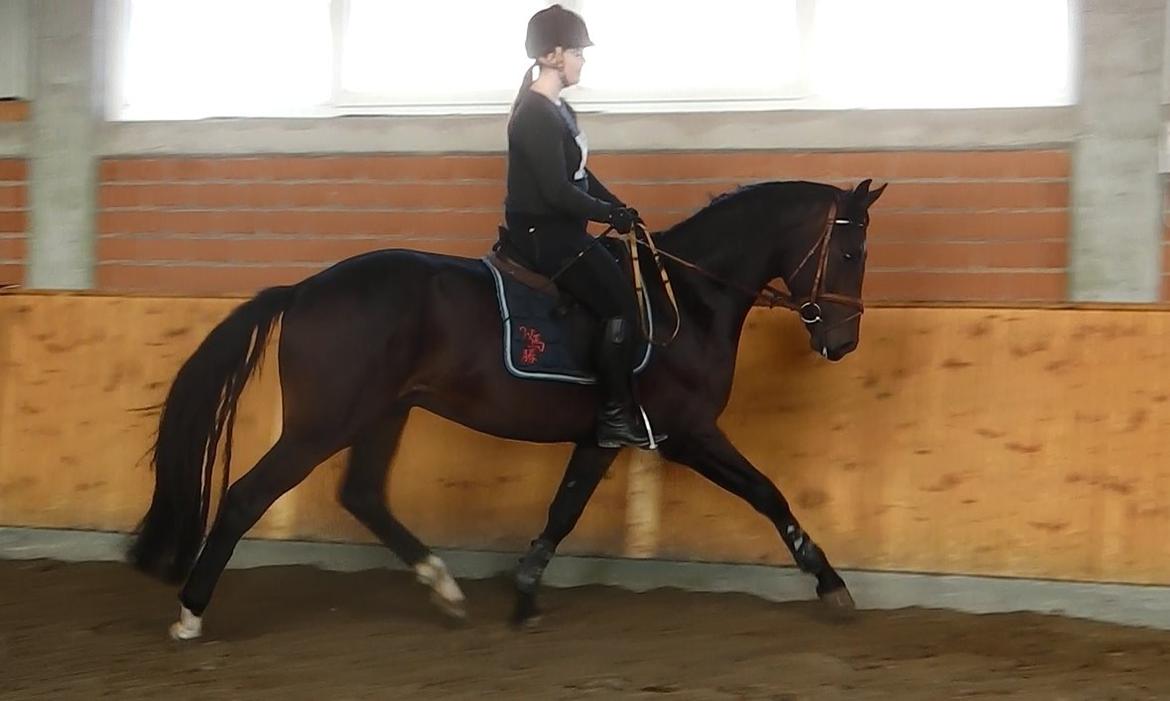 Dansk Varmblod Saigon - første prøvetur i september '14 - kun en måneds tilridning billede 12