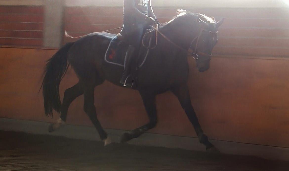 Dansk Varmblod Saigon - første prøvetur i september '14 - kun en måneds tilridning billede 10