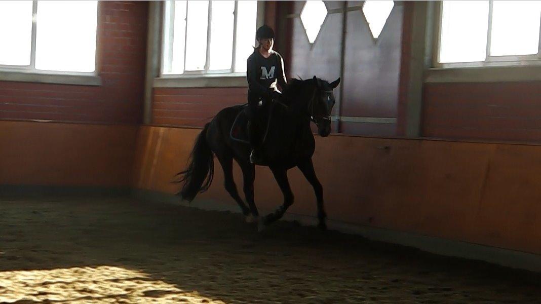 Dansk Varmblod Saigon - første prøvetur i september '14 - kun en måneds tilridning billede 13