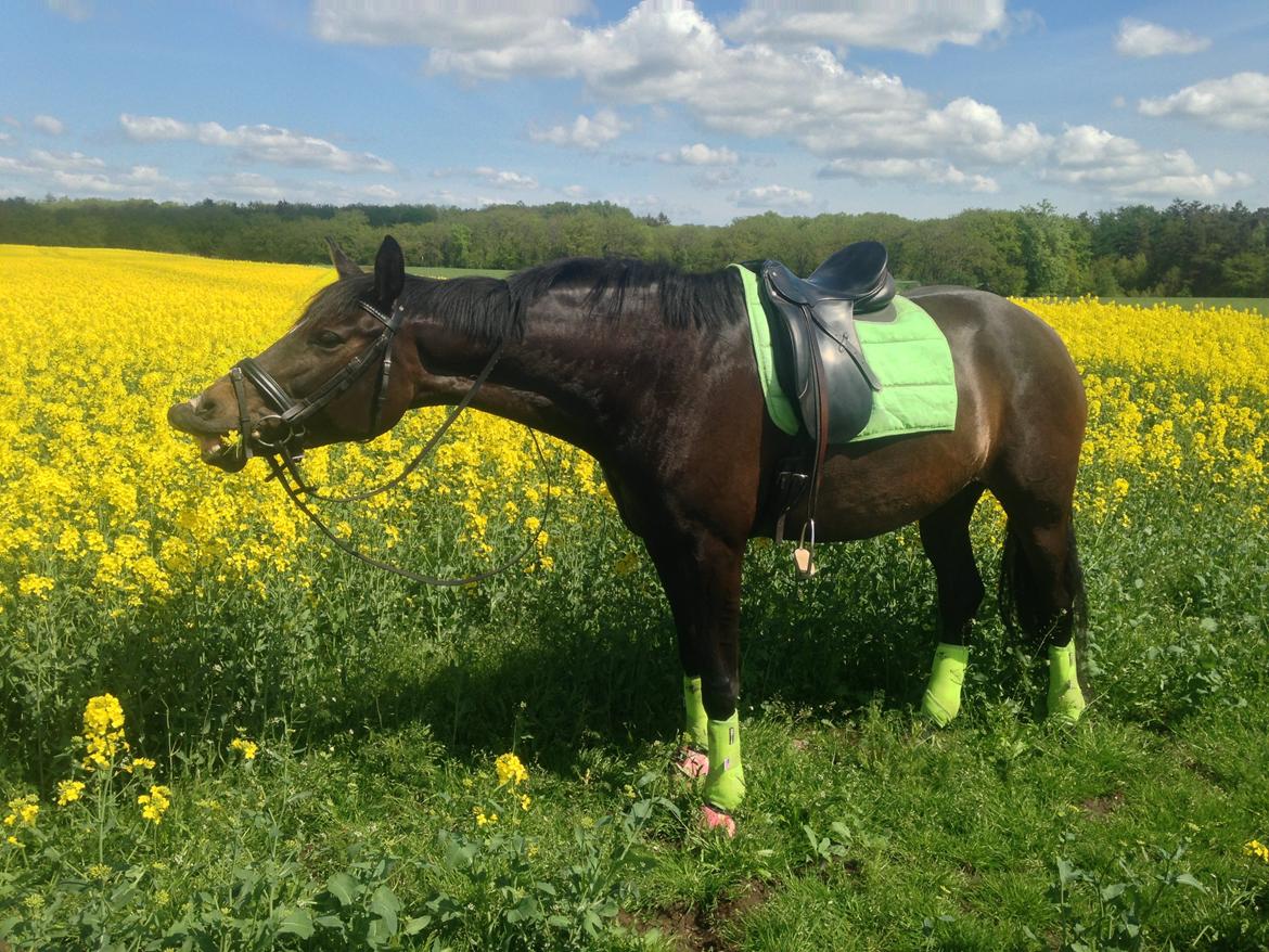 Dansk Varmblod Miss Light billede 1