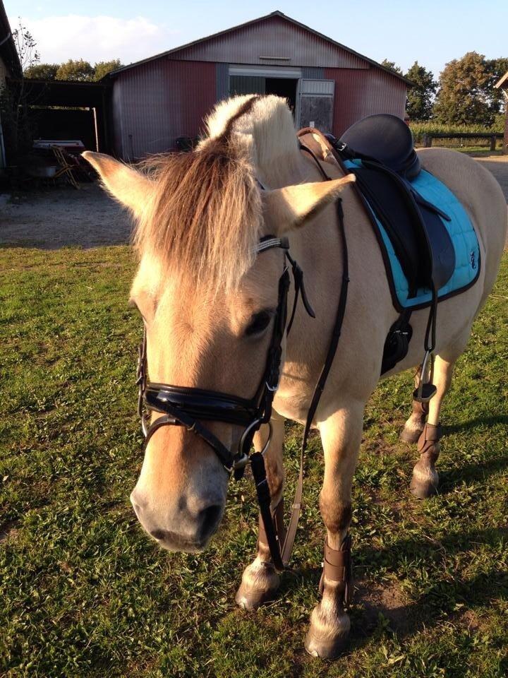 Fjordhest Thilde billede 18