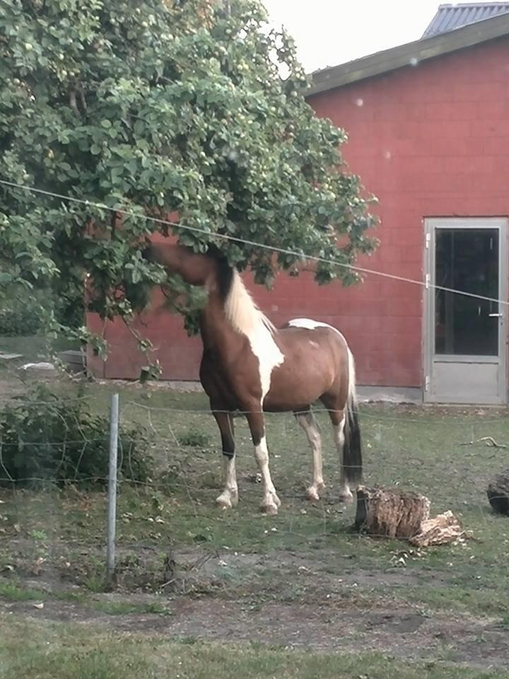 Pinto Mosegårdens Eddieson Fox (Baby) - Sommer 2014  billede 16