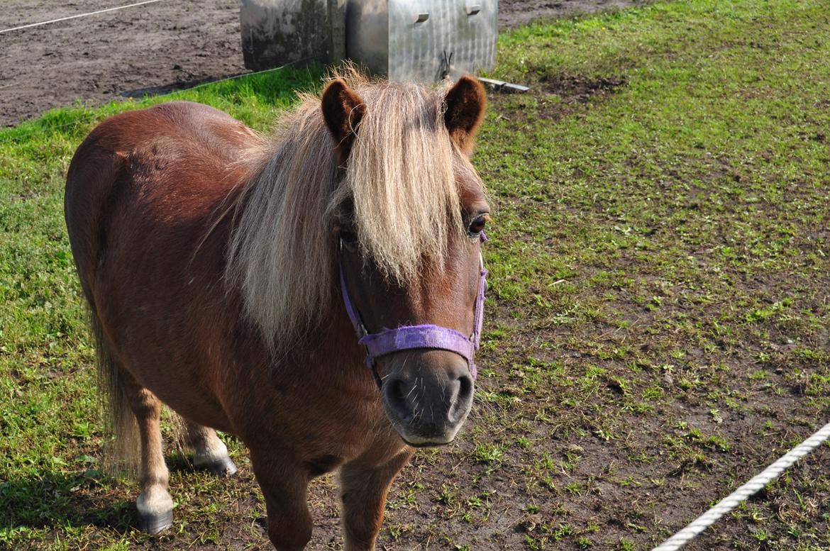 Shetlænder Fox (Mulle)  billede 12