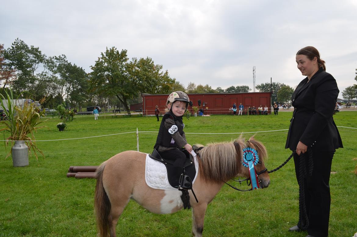 Shetlænder Crazy's sallie billede 11