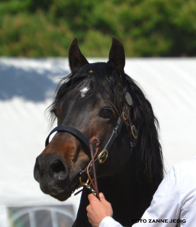 Welsh Cob (sec D) Kildegaards Ramses billede 4