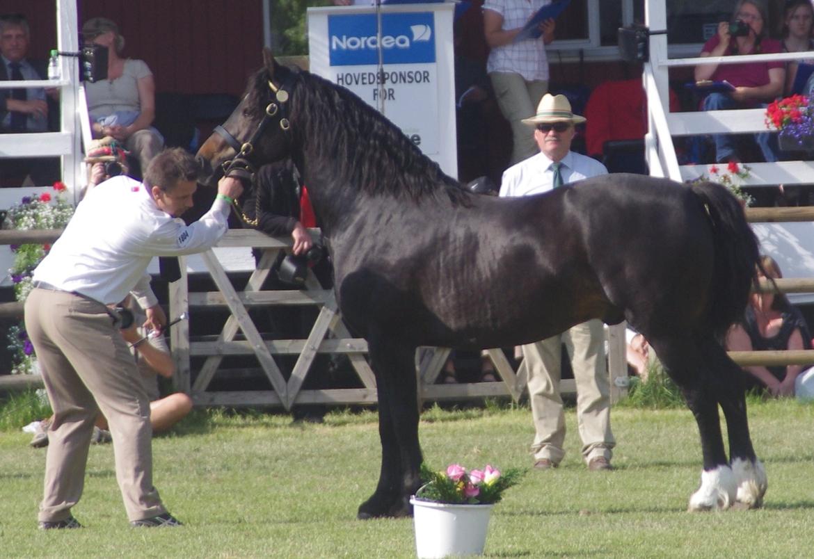 Welsh Cob (sec D) Kildegaards Ramses billede 7