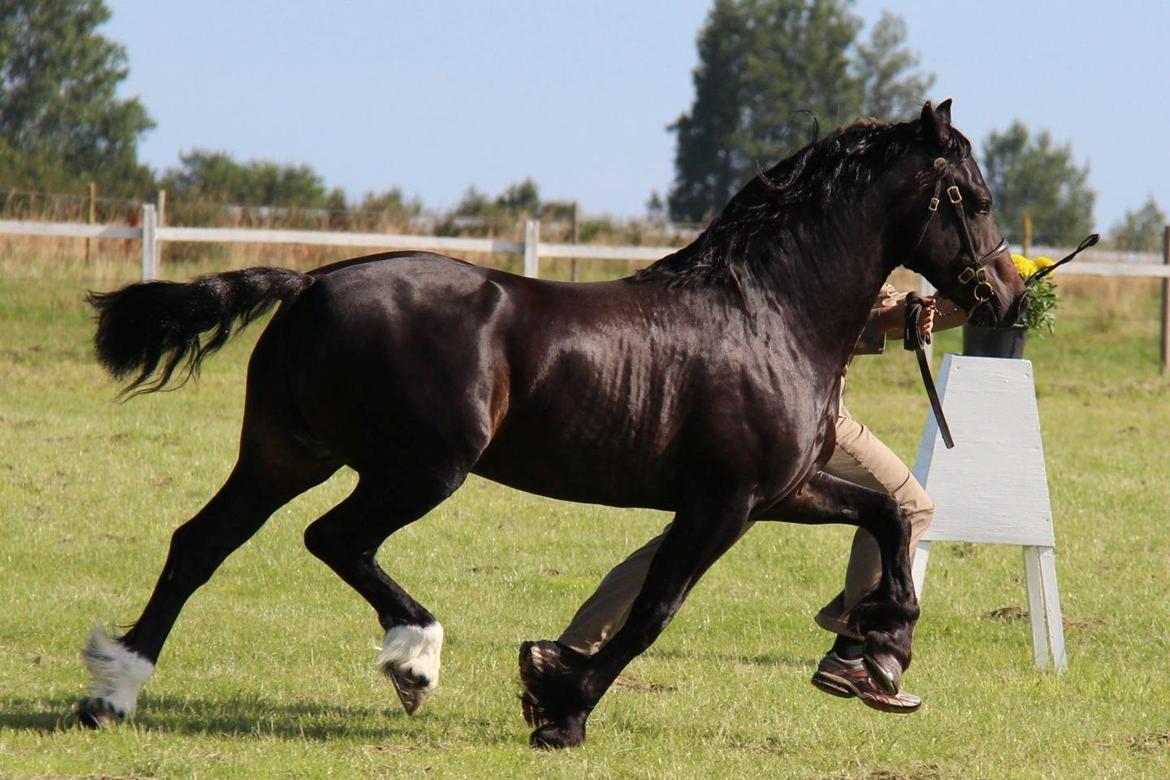 Welsh Cob (sec D) Kildegaards Ramses billede 3