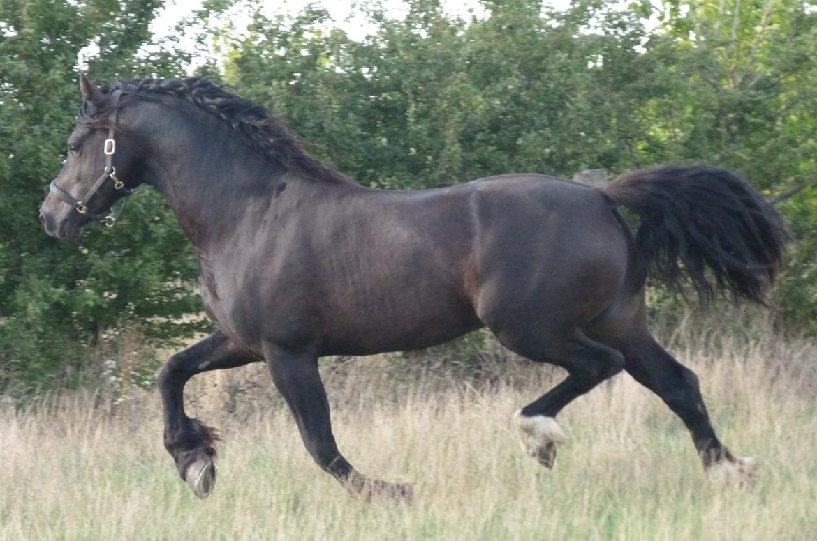 Welsh Cob (sec D) Kildegaards Ramses billede 11