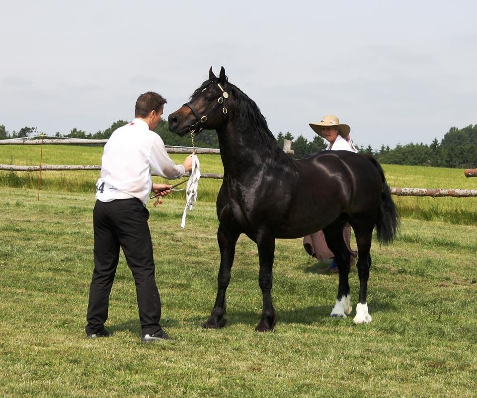 Welsh Cob (sec D) Kildegaards Ramses billede 6