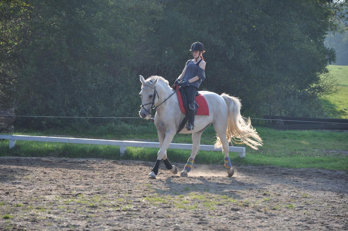 Arabisk fuldblod (OX) Wathana - We keep this love in a photograph
We made these memories for ourselves billede 2