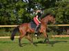 Dansk Varmblod Castana L [Tidl. hest]