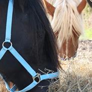 Tinker Snimo (SOLGT)