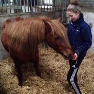 Islænder Gnyr fra Jyske Ås