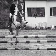 Anden særlig race Moselundgårds Milano