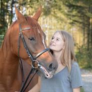 Arabisk fuldblod (OX) Kasim