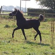 Welsh Pony af Cob-type (sec C) ChaTho´s Zilhouette