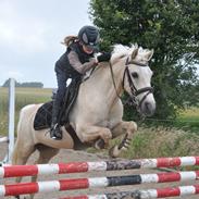 Palomino Blondie