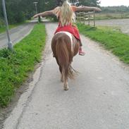 Anden særlig race Bugsy