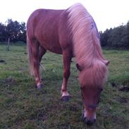 Islænder Vigdis fra Lisegaarden