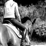 Dansk Varmblod Bakkegårdens Lusi