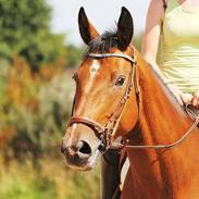 Dansk Varmblod Bakkegårdens Lusi
