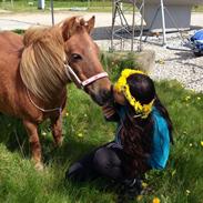 Shetlænder Pilagergårds Amanda