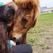 Shetlænder Pilagergårds Amanda