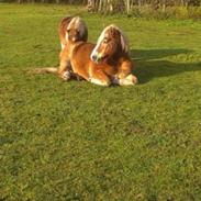 Haflinger Alpernes Aslan