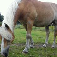 Haflinger Alpernes Aslan