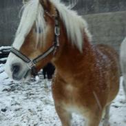 Haflinger Alpernes Aslan