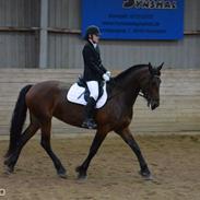 Barockpinto Berijka (tidligere part)