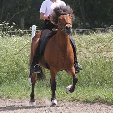 Islænder Lyfting fra Nr.Tolstrup RIP