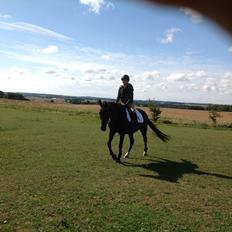 Anden særlig race Tazano