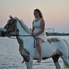 Hollandsk Sportspony / Pinto Angel