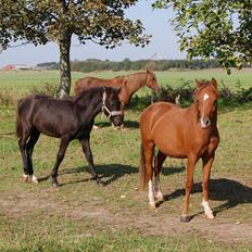 Welsh Pony (sec B) ChaTho´s Zippo