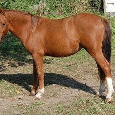 Welsh Pony (sec B) ChaTho´s Zippo