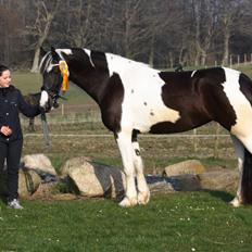 Tobiano Friesian Skovbjerggaard's Ginger