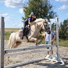 Palomino Blondie