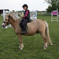 Palomino Kosmo