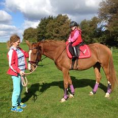 Svensk Varmblod Smorup's Sunshine