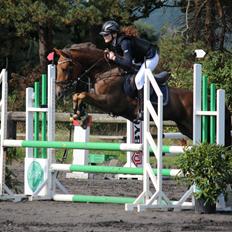 DSP Kærvangs GoldenFox