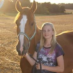 DSP Lintrupgaards spirit