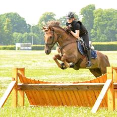 DSP Kærvangs GoldenFox