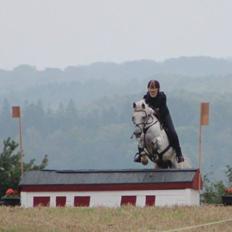 Anden særlig race Amadeus