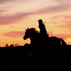 Fjordhest • Emma Godthaab 