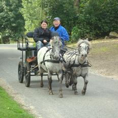 Knabstrupper Josefine ( solgt for bekendt )